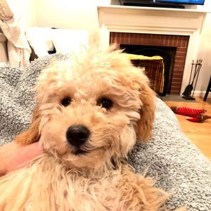 Meet your Posher, Andrew